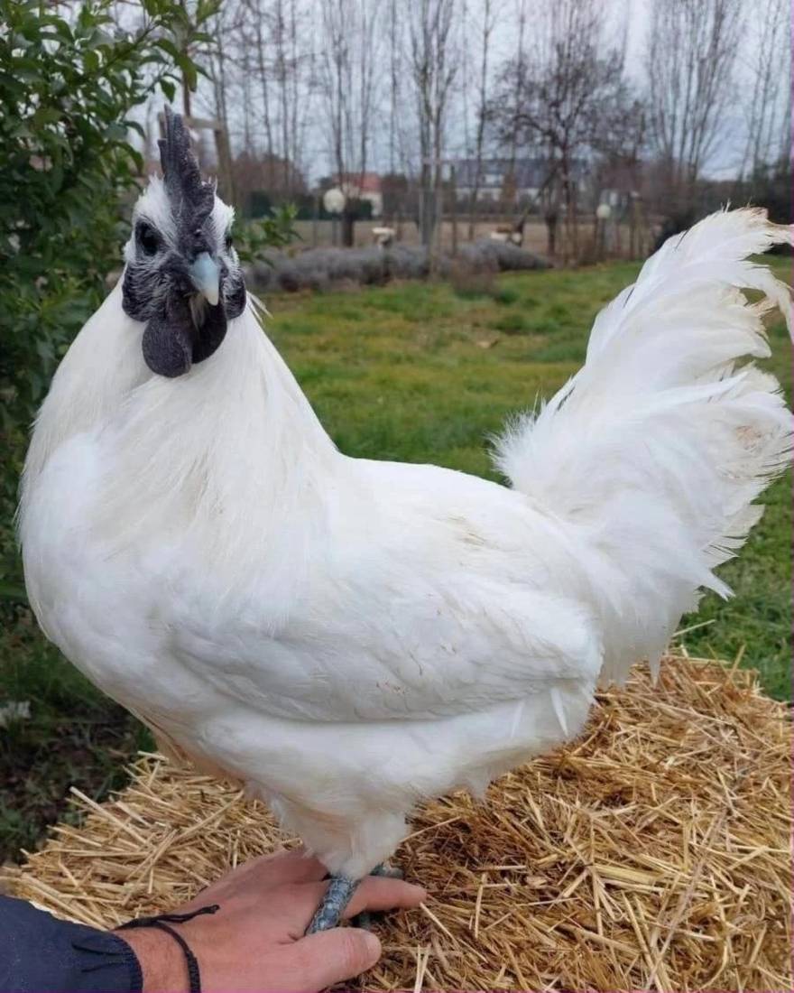 Gallo Ga H'Mong bianco tenuto in mano sulla paglia