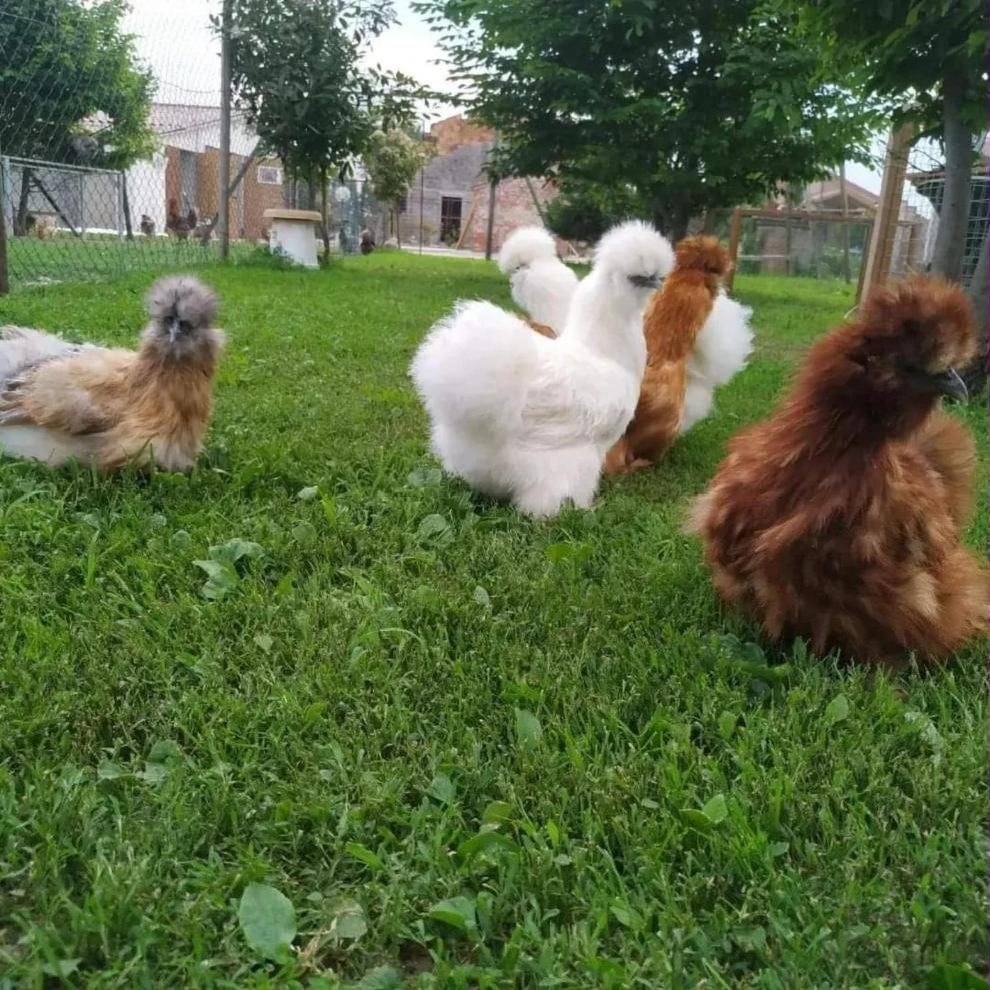 Galline Moroseta bianche, fulve e grigie sul prato dell'allevamento