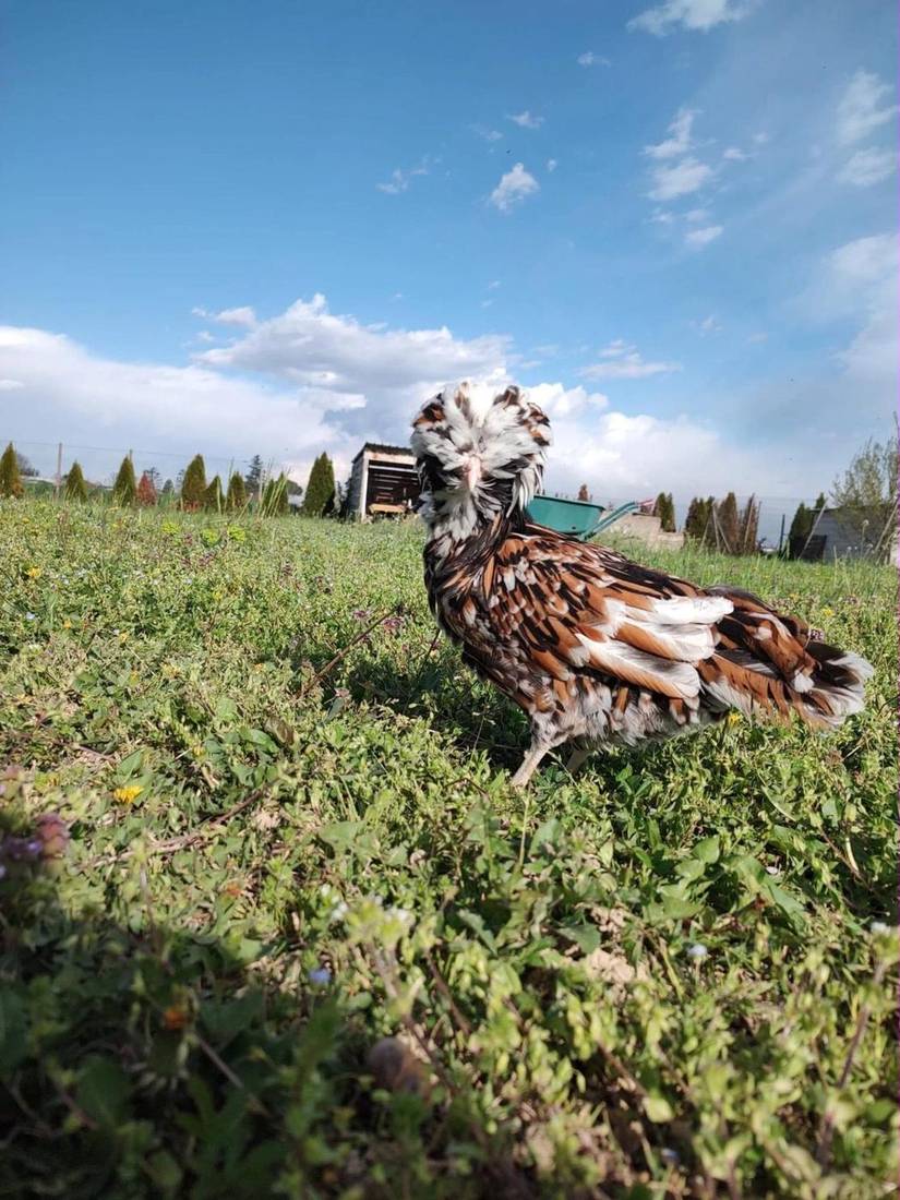Gallina Padovana camoscio sull'erba sotto il cielo azzurro