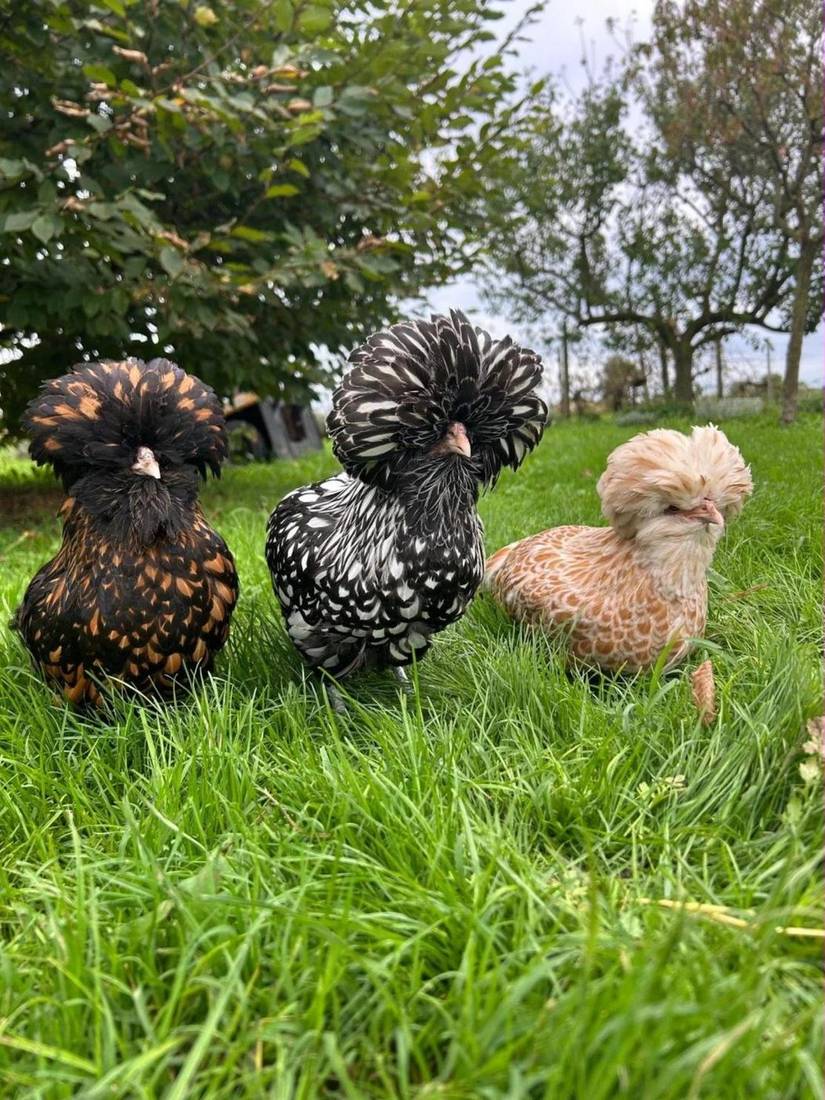 Tre galline Padovane dal ciuffo nero, argento e camoscio sull'erba