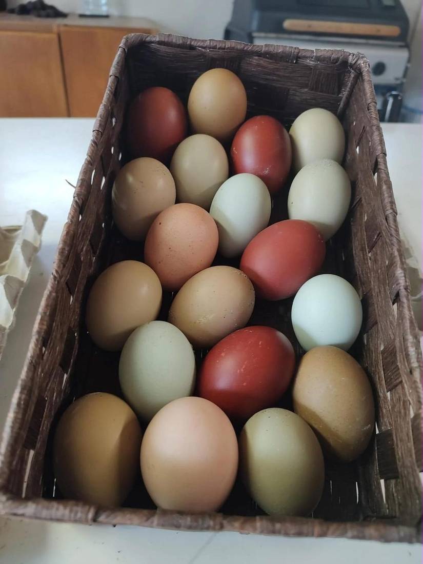 Uova verdi, azzurre, marroni e crema in un cesto di vimini
